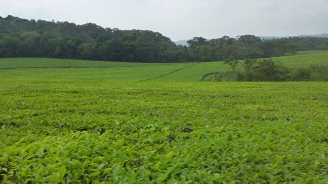a piece of land
