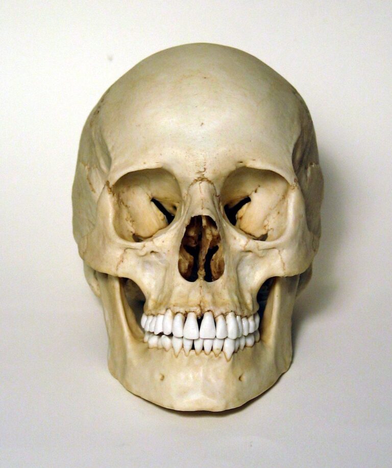 Human Skull
