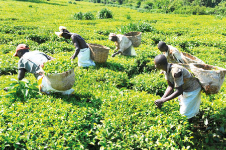 People plucking tea/New Vision photo